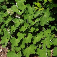 Geranium renardii
